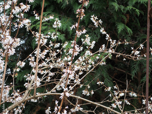 Die Schneeforsythie, Abeliophyllum, ist ein wertvoller Frühblüher