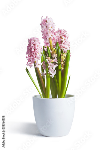 hyacinth photo on white
