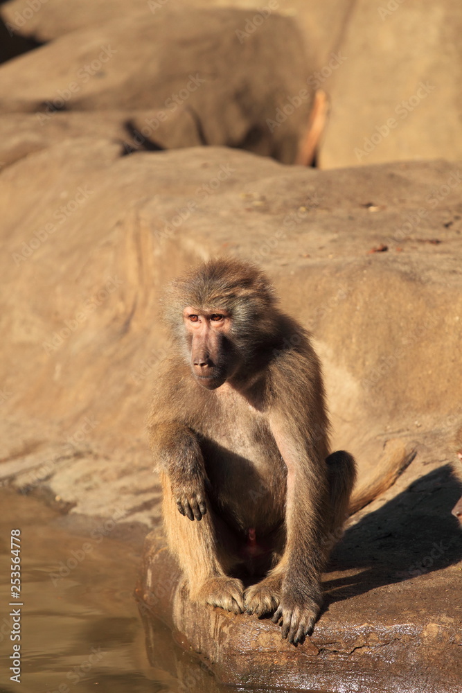 Fototapeta premium Pawian