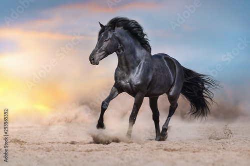 Black stallion run on desert dust against dramatic background © callipso88