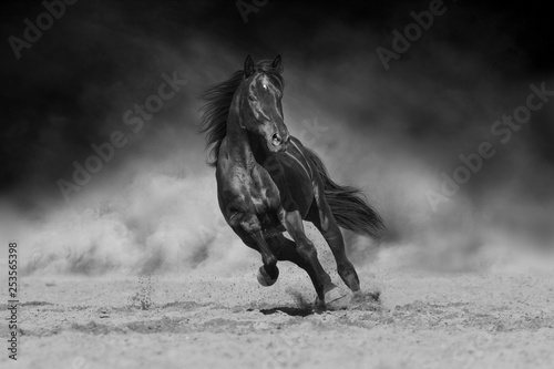 Black stallion run on desert dust against dramatic background. Black and white photo