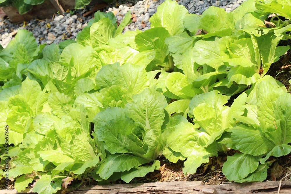 fresh lettuce hydroponics for health in garden fresh lettuce hydroponics for health in garden