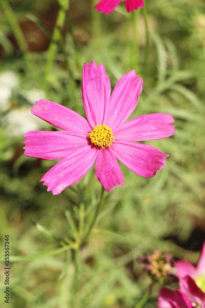 Beautiful cosmos colorful flowers in the garden Beautiful cosmos colorful flowers in the garden