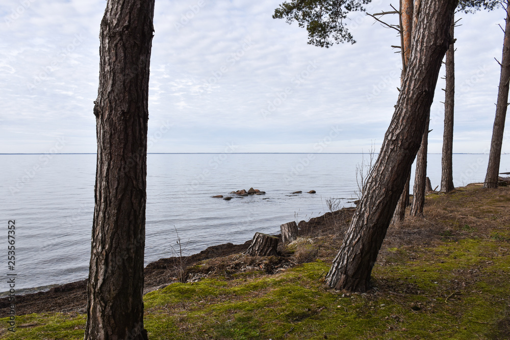 Tree trunks by the coast