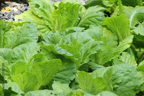 fresh lettuce hydroponics for health in garden