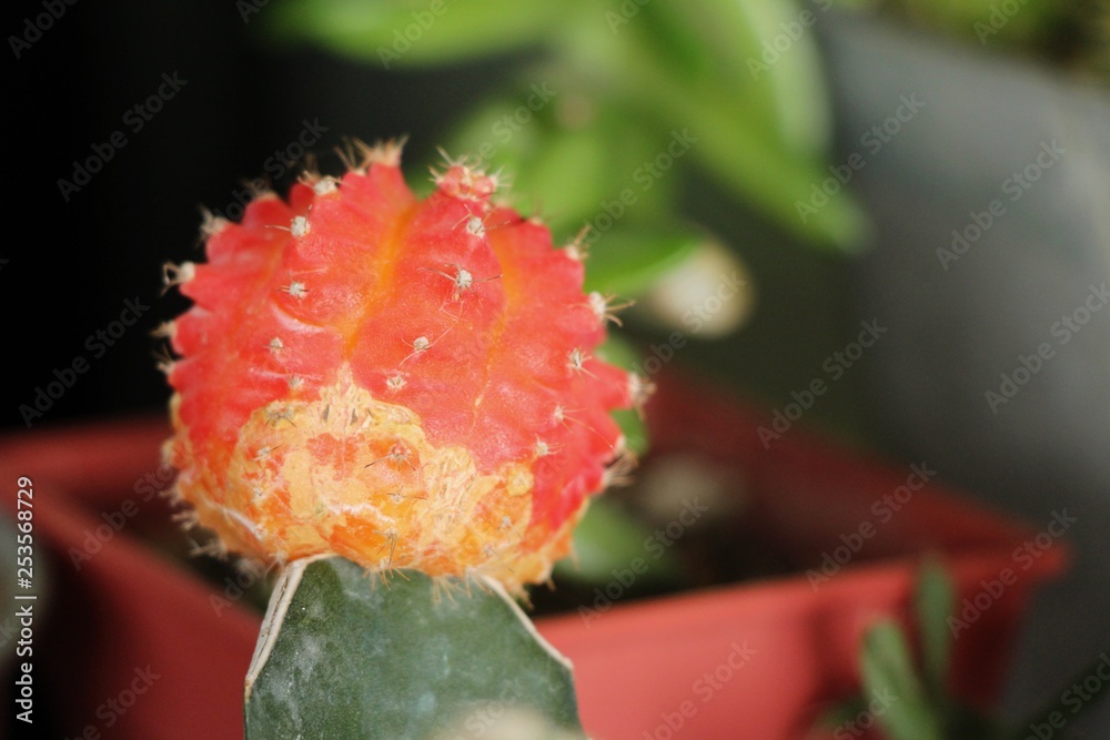 Beautiful small the cactus in the pot