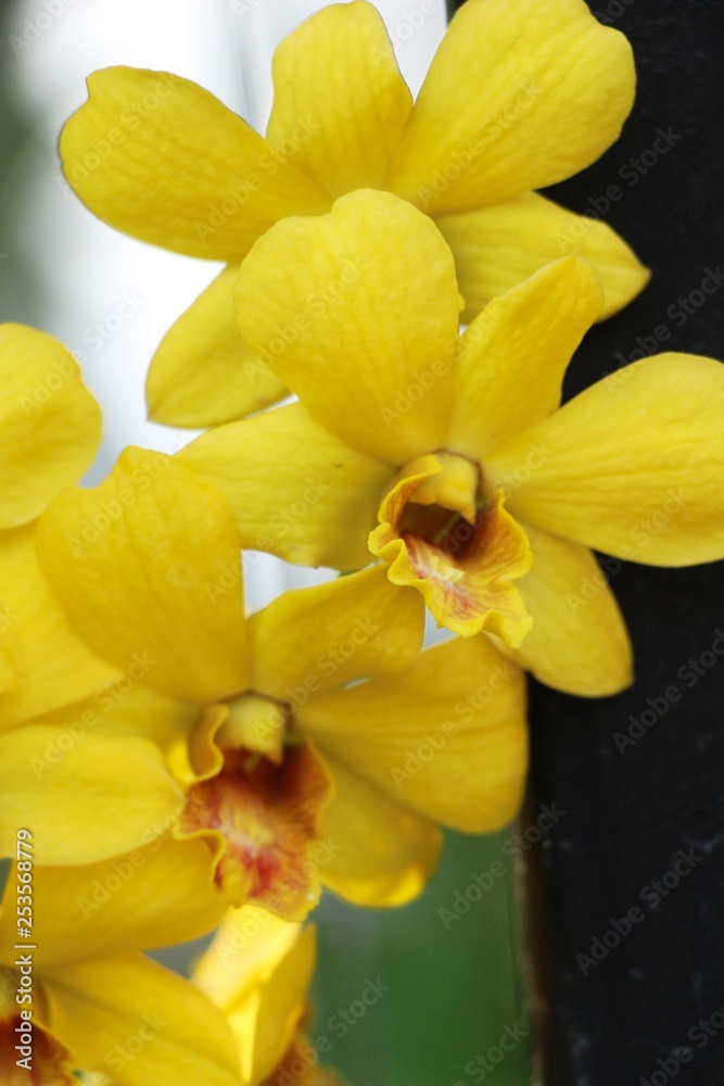 Orchid flower is beautiful in the garden Orchid flower is beautiful in the garden