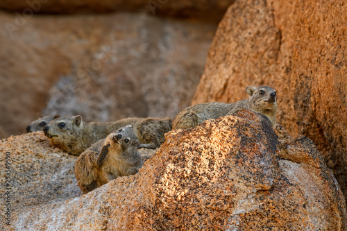 Common Rock Hyrax - Procavia capensis, small mammal from African hillls and mountains, Namibia.