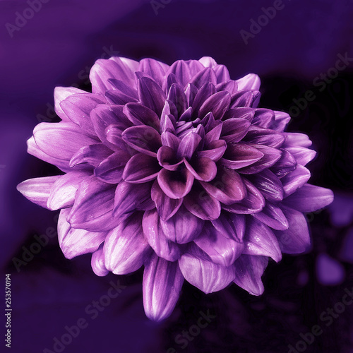 purple flower © rtyaman