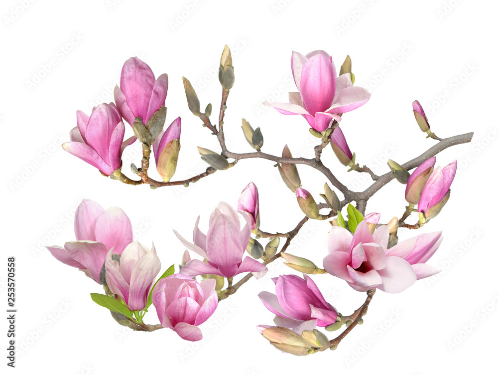 magnolia flower