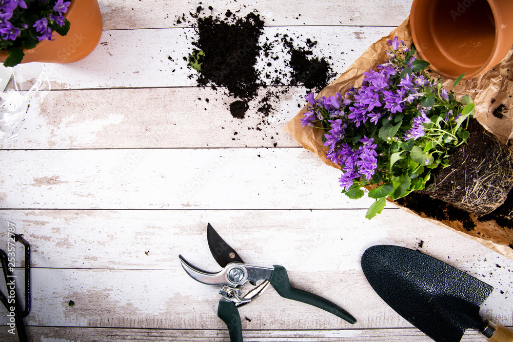 Fototapeta premium Sadzonka, wiosenne kwiatki.