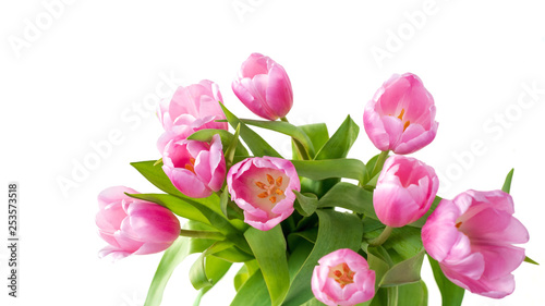 Pinkfarbene Tulpen isoliert vor wei  em Hintergrund