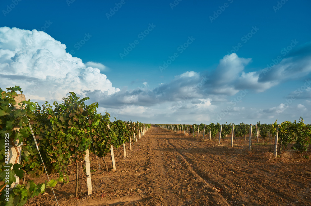 vineyard landscape with white clouds in the sky and green rows of vine