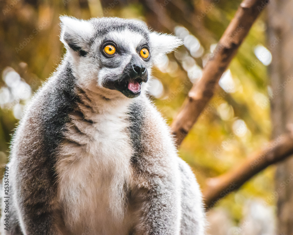 Fototapeta premium ring tailed lemur