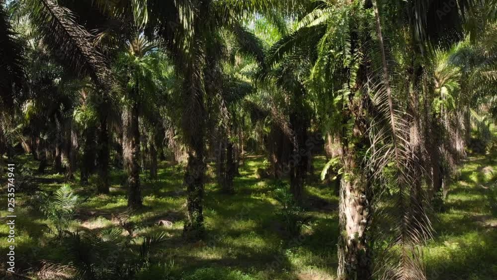 4K Fly through from inside palm tree plantation. View from underneath the palm trees.