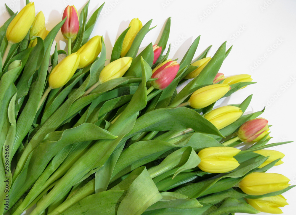 Tulip-spring flower a symbol of awakening and the beginning of life Tulip-spring flower a symbol of awakening and the beginning of life