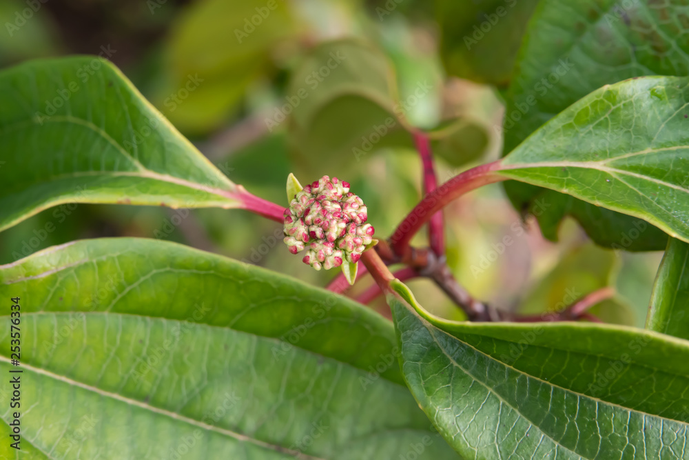 Cinnamon Leaved Viburnum Flower Buds in Winter Cinnamon Leaved Viburnum Flower Buds in Winter