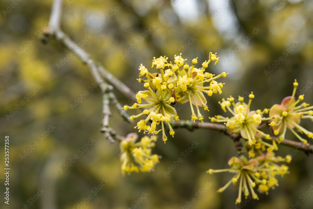 Cornelian Cherry Flowers in Bloom in Winter Cornelian Cherry Flowers in Bloom in Winter