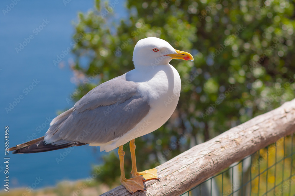 Obraz premium Seagull sits on wooden railing