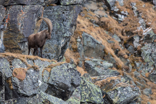 Alpensteinbock (capra ibex) in seinem natürlichem Umfeld. In den Stubaier Alpen aufgenommen  photo