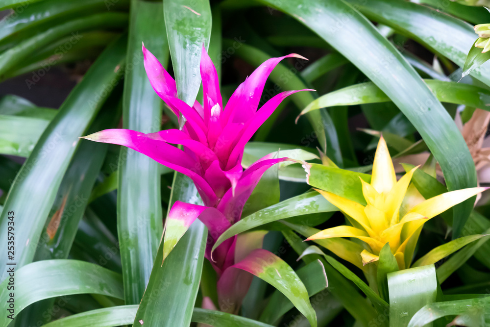 Fototapeta premium plant is a Guzmania closeup. Bright ornamental plant