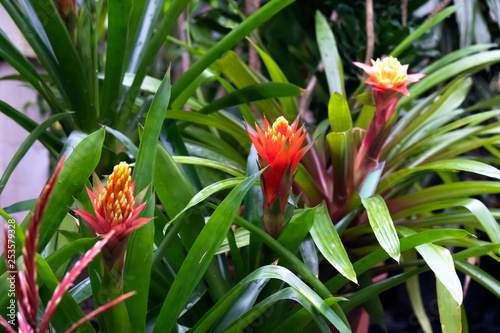 plant is a Guzmania closeup. Bright ornamental plant