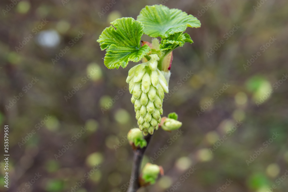 Flowering Currant Flower Buds in Winter Flowering Currant Flower Buds in Winter