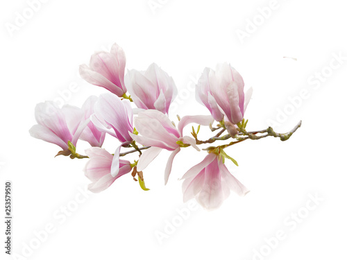 Blooming magnolia flower isolated on white background.