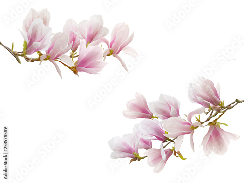 Blooming magnolia flower isolated on white background. © swisty242
