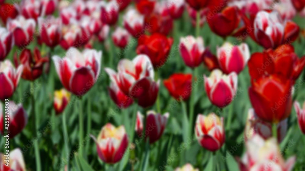 blurred background of red and white tulips