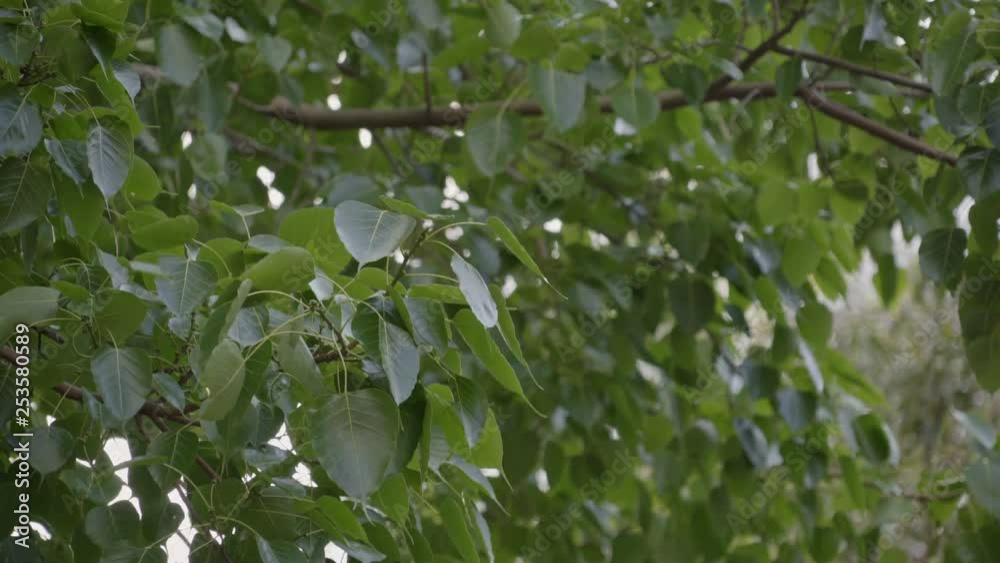 green leave background green leave background