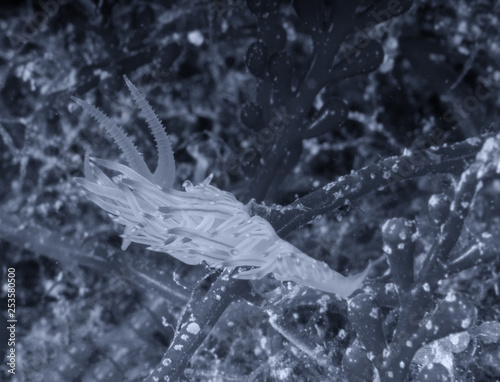 Flabellina affinis  Mediterranean underwater life
