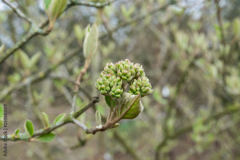 Fragrant Snowball Flower Buds in Winter Fragrant Snowball Flower Buds in Winter