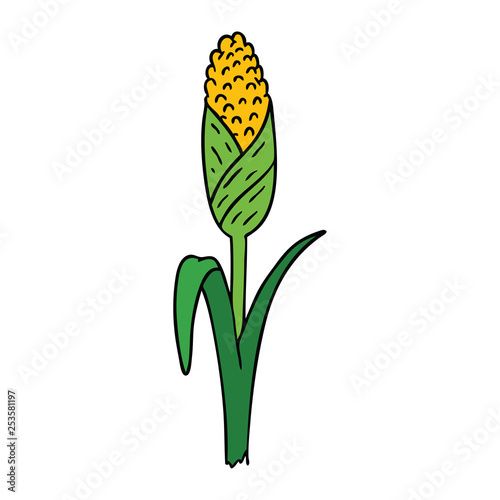 cartoon doodle of fresh corn on the cob