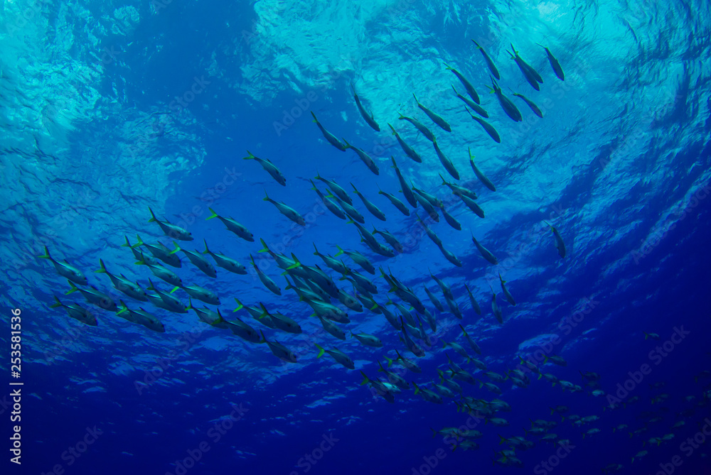 Fototapeta premium A shot of a school of fish swimming in the ocean. As the camera was angled upwards the image contains a background created by the sky. The photo was taken in the Caribbean sea from Grand Cayman