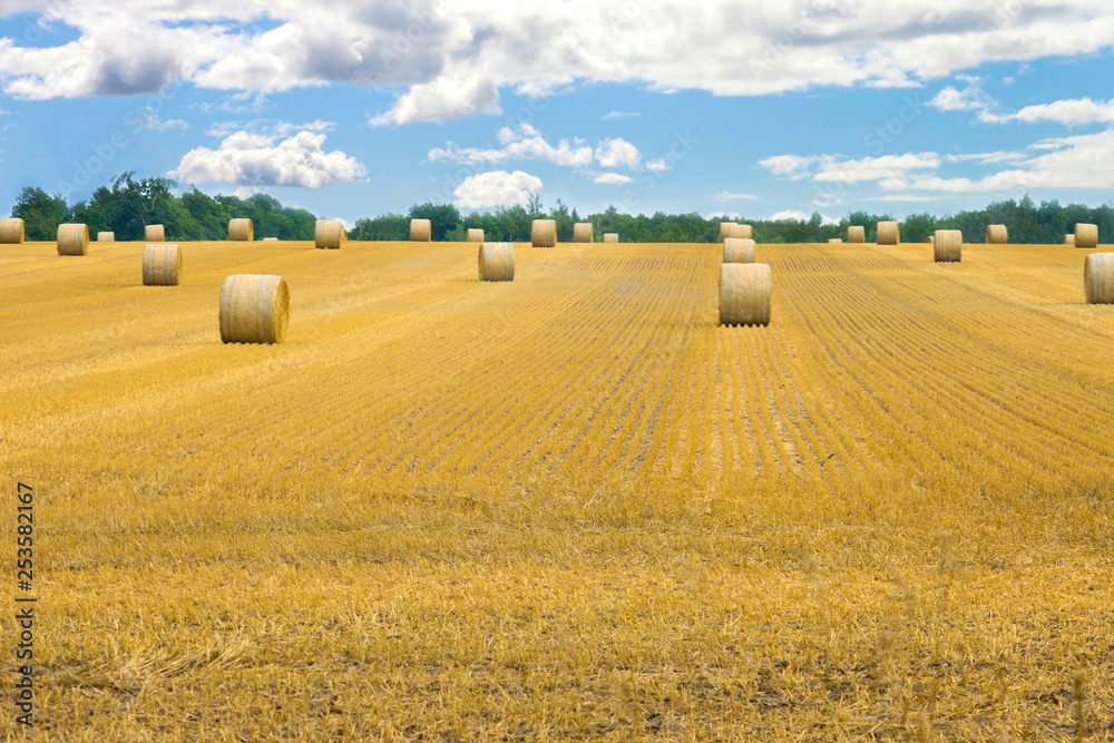Fototapeta premium Hay harvest landscape 