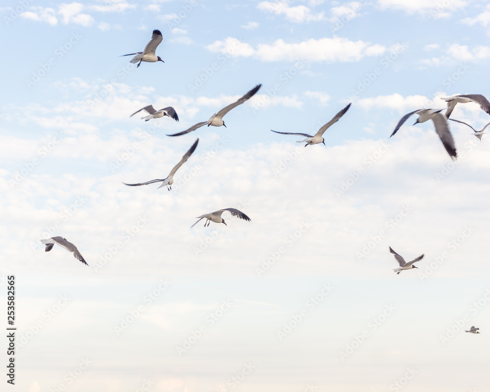 Obraz premium Bird flying high in sky