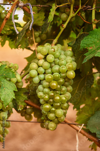 Wallpaper Mural bunch of green grape at vine. outdoor country scene. harvesting season concept Torontodigital.ca