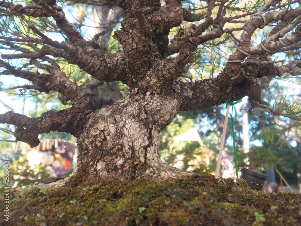 Fototapeta premium tree