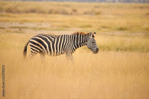 Zebra in the grassland of Amboseli National Park