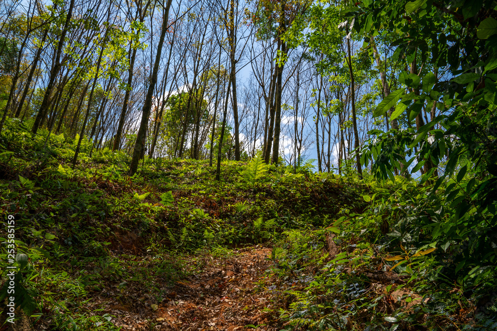 Picturesque hiking trail from tropical jungle to rubber trees forest with blue sky on background landscape Picturesque hiking trail from tropical jungle to rubber trees forest with blue sky on background landscape