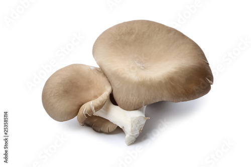 Delicious organic oyster mushrooms on white background