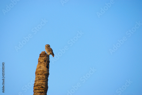 owl on a dry tree against the blue sky