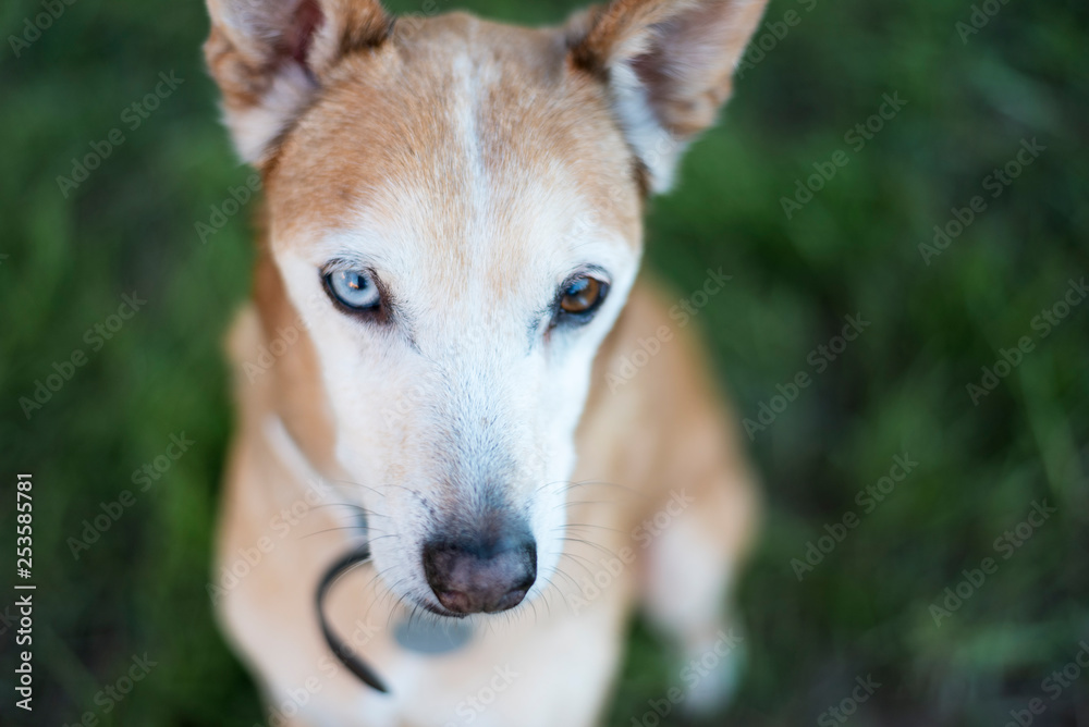 Retrato perro ojos color diferente