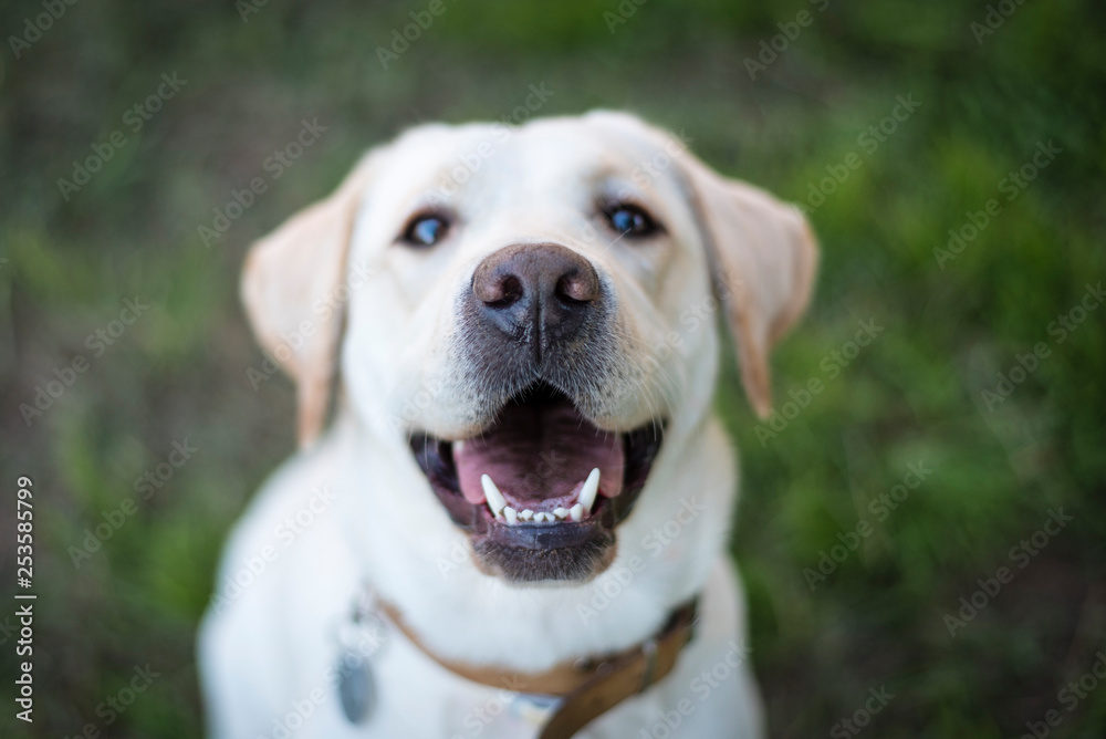 Retrato hocico perro labrador