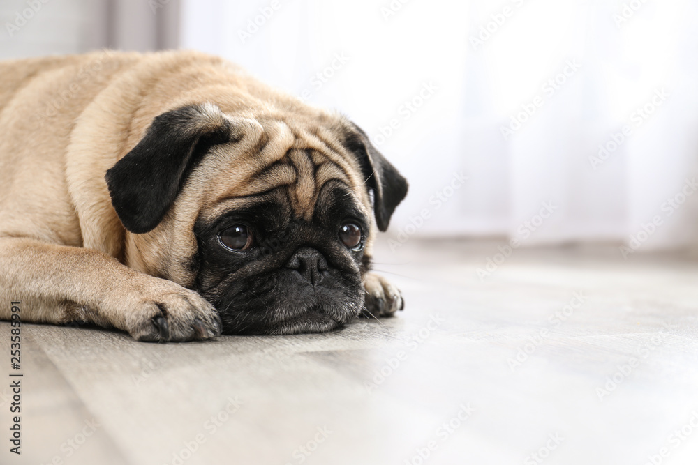 Happy cute pug dog on floor indoors. Space for text