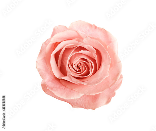 Fototapeta Naklejka Na Ścianę i Meble -  Beautiful pink rose on white background, top view. Perfect gift