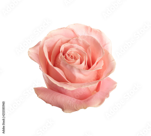 Beautiful pink rose on white background. Perfect gift