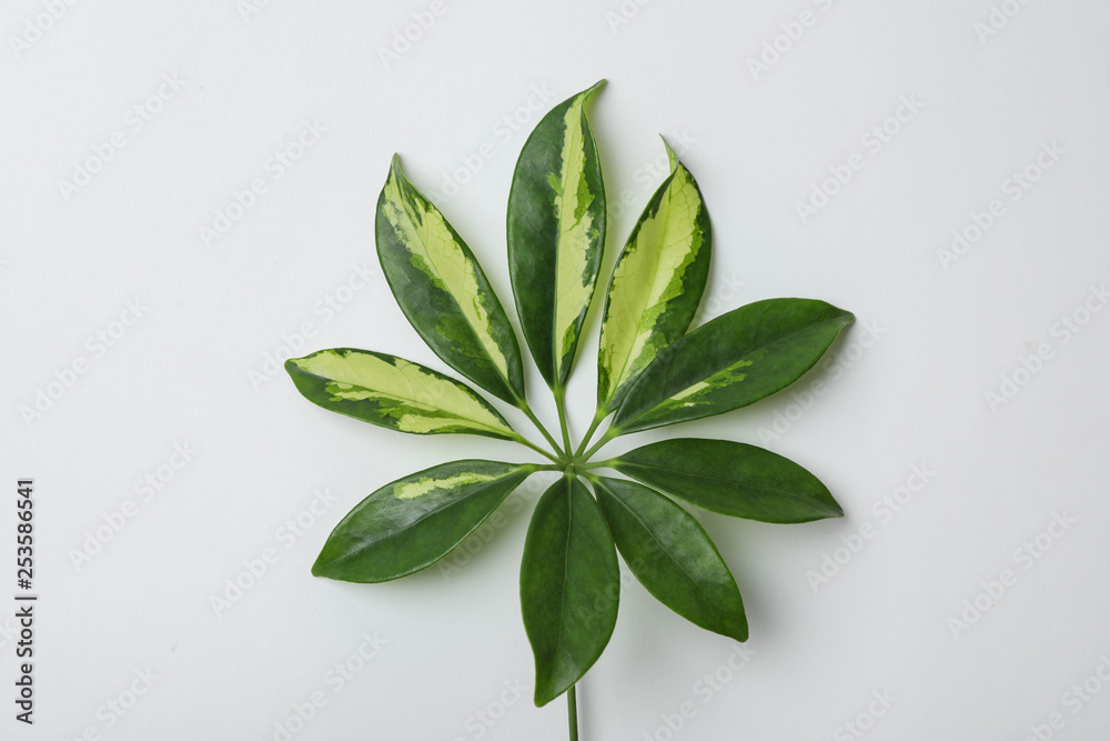 Leaf of tropical schefflera plant on white background, top view