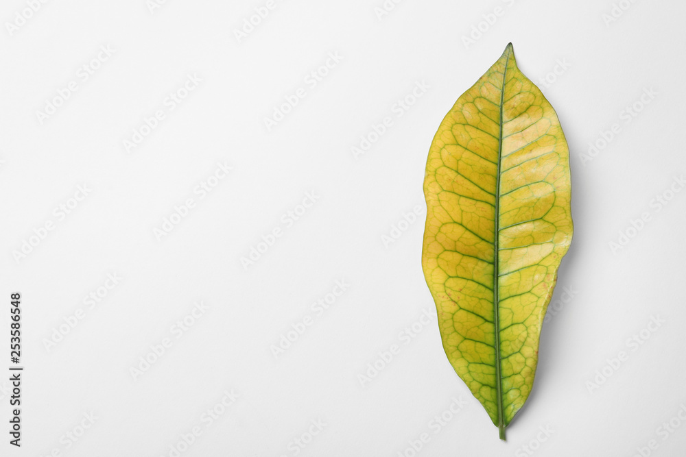 Obraz premium Leaf of tropical codiaeum plant on white background, top view